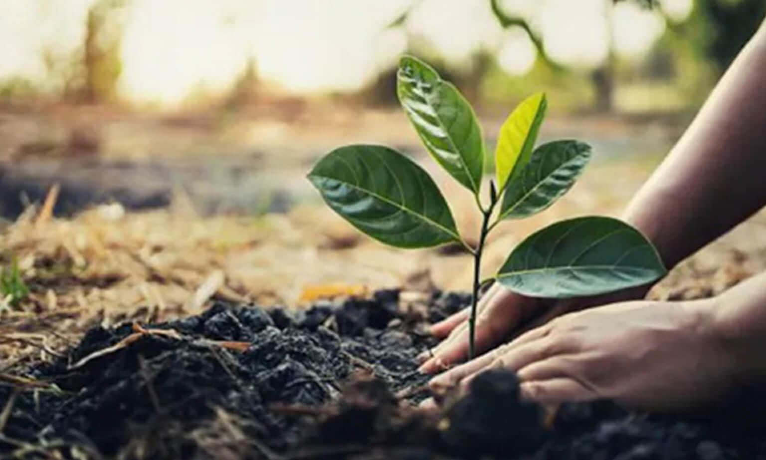 UMA tree plantation initiative